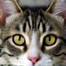 保護猫ルナ