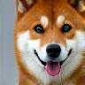 柴犬サクラ